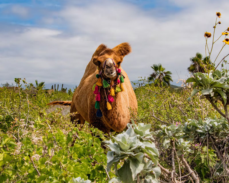 Camel Safari — 2x1 in Los Cabos with Baja Pass