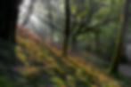 sun rays light sunrise forest daniel wretham photography landscape wales