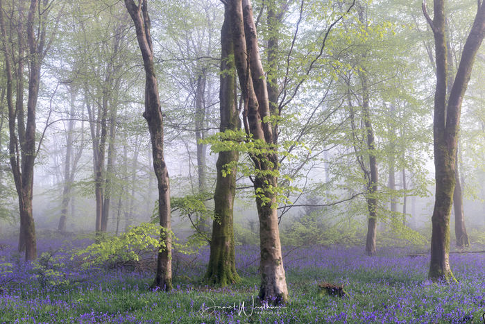 bluebell wood