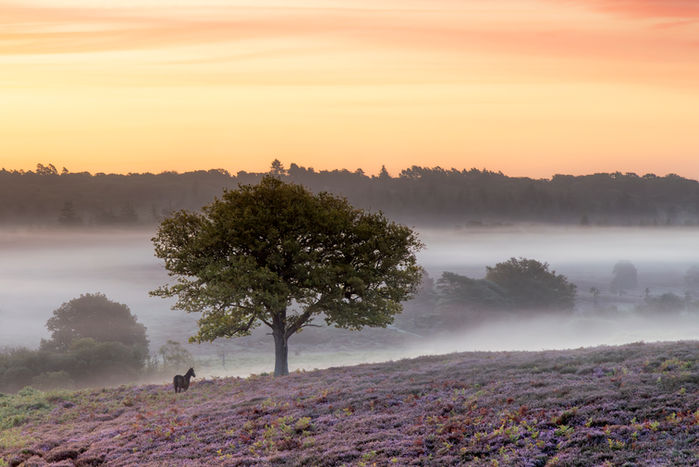 new forest sunrise