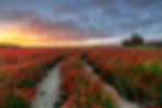 Poppy field, Dorset Poppies, Sunset poppies, Dorset poppy locations