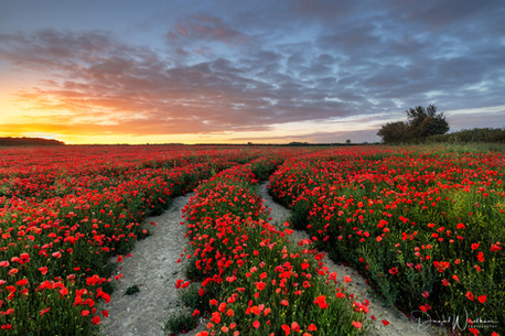 Sunrise Over Poppies