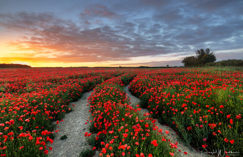 Sunrise Over Poppies