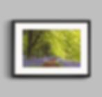 PRINT - Bluebells in Spring