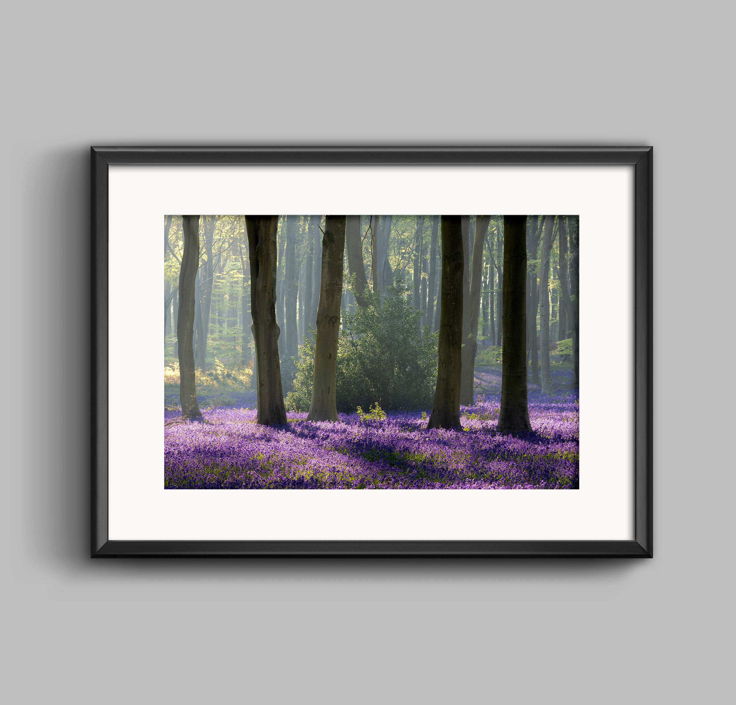 PRINT - Soft Light Bluebells