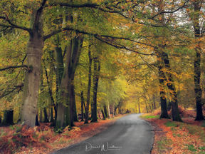 Photographing The New Forest