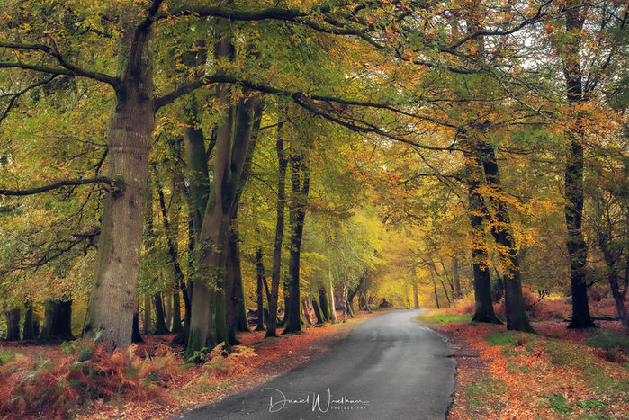 Autumn New Forest