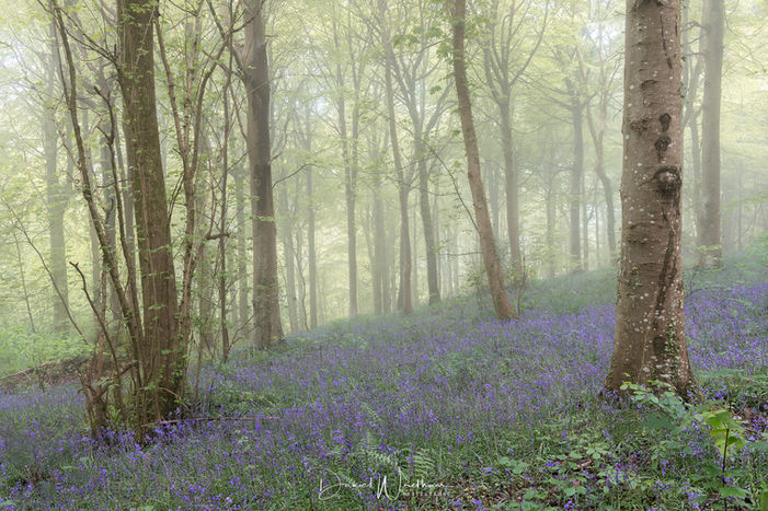 Bluebell forest in fog