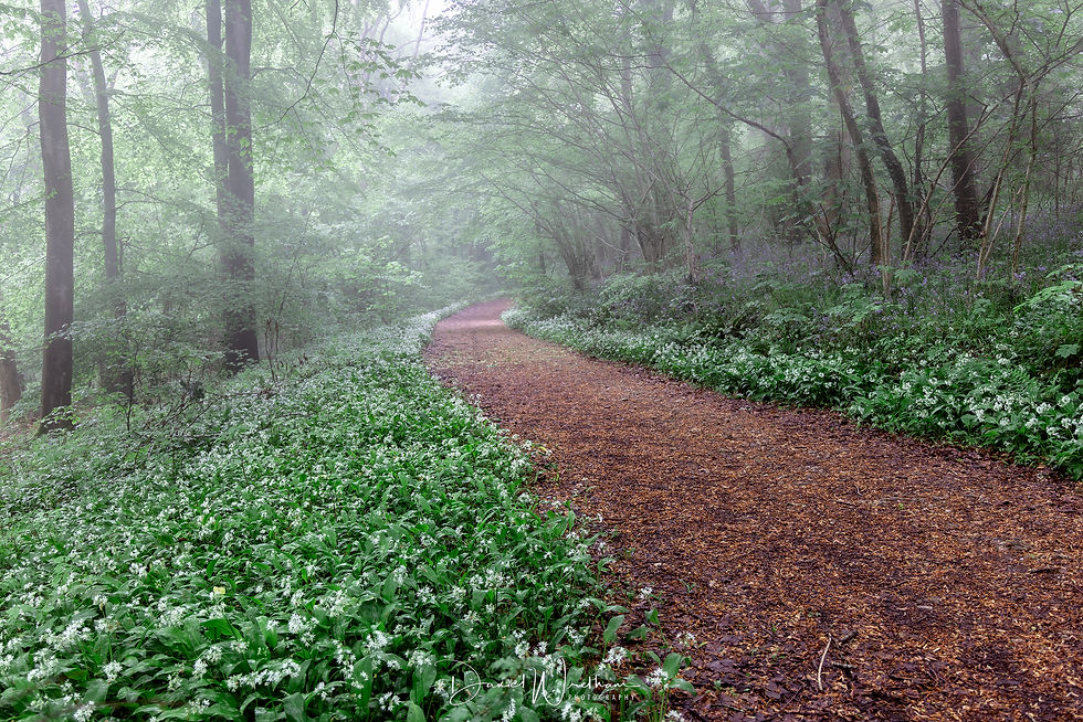 wild garlic forest in fog