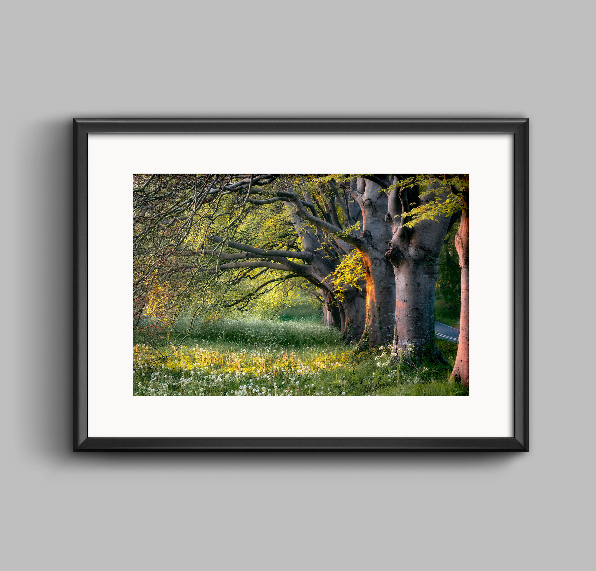 PRINT - First Light on Beech