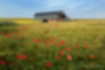 Poppy field, Dorset Poppies, Sunset poppies, Dorset poppy locations