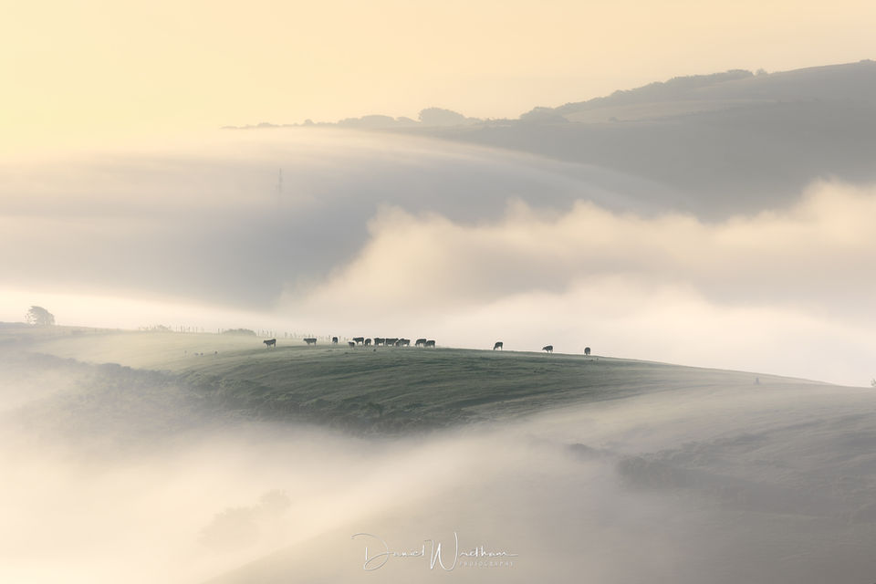 Dorset Mist