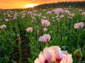 Opium For The Soul
