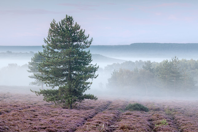 Dorset Heather