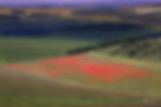 Poppy field, Dorset Poppies, Sunset poppies, Dorset poppy locations