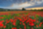 Poppy field, Dorset Poppies, Sunset poppies, Dorset poppy locations
