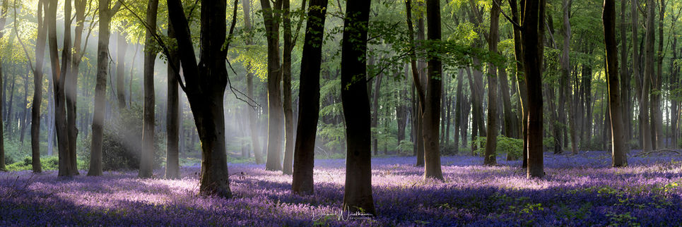 Bluebell Panoramic Print
