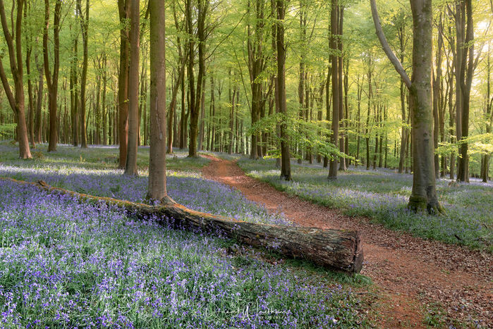 Ancient Bluebell Forest
