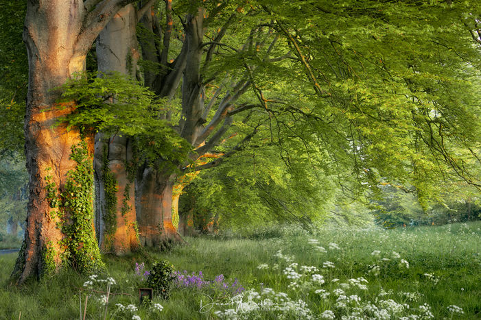 Kingston Lacy