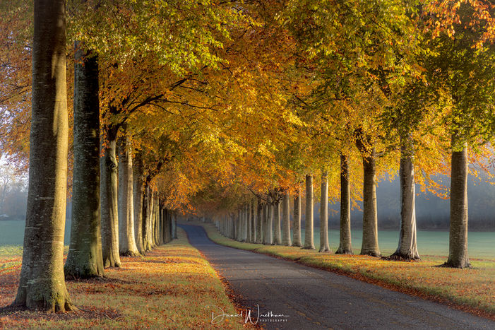 autumn moor chrichel