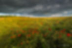 Poppy field, Dorset Poppies, Sunset poppies, Dorset poppy locations