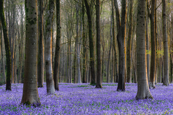 Unknown Bluebell Forest