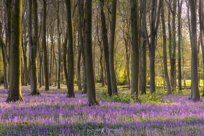 Bluebell Forests near me