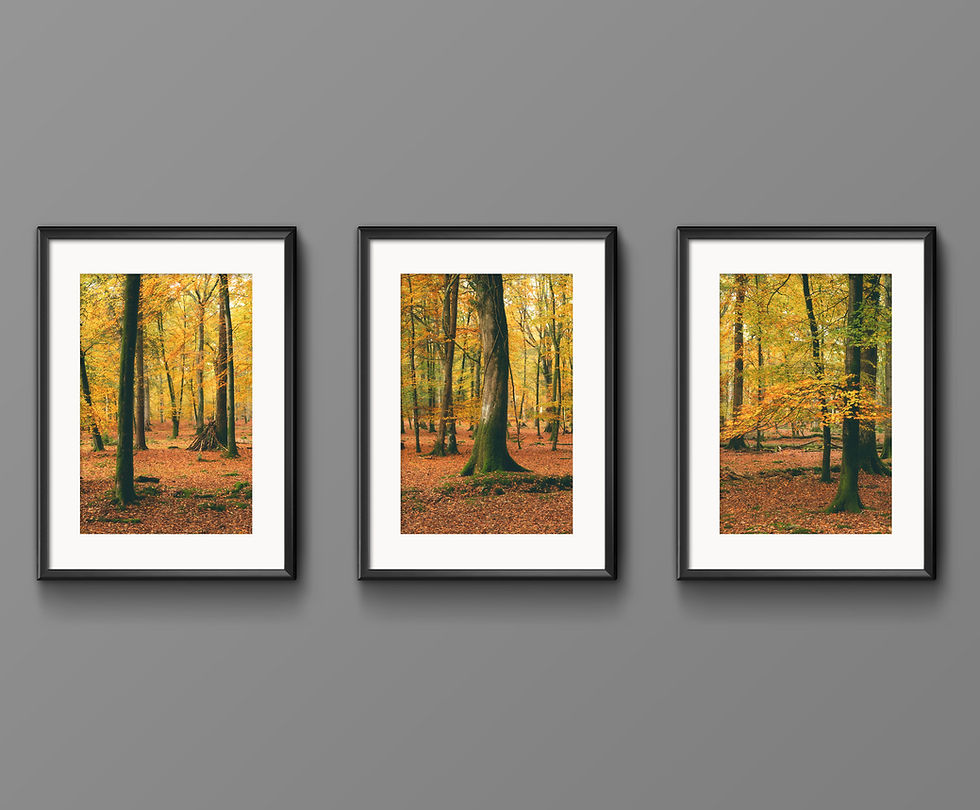 Miniaturbild: Triptych Print (3 prints) - Autumn Forest