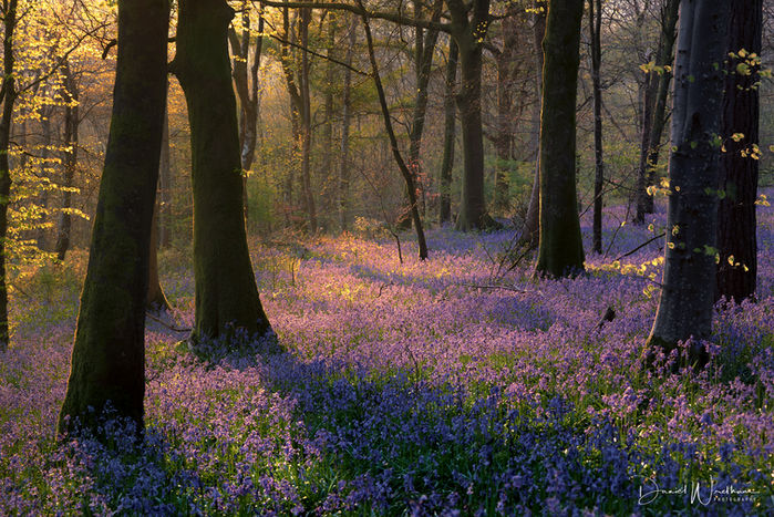 bluebell forests near me