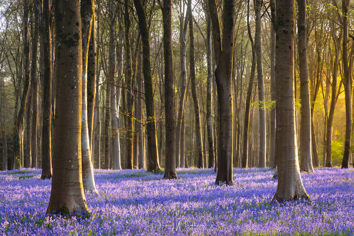 Bluebell forest