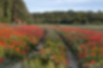 Poppy field, Dorset Poppies, Sunset poppies, Dorset poppy locations