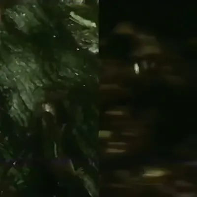 Octodog - Mirror Drum Kit