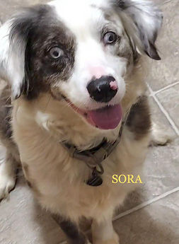 Sora1_edited.jpg