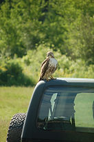 hawk