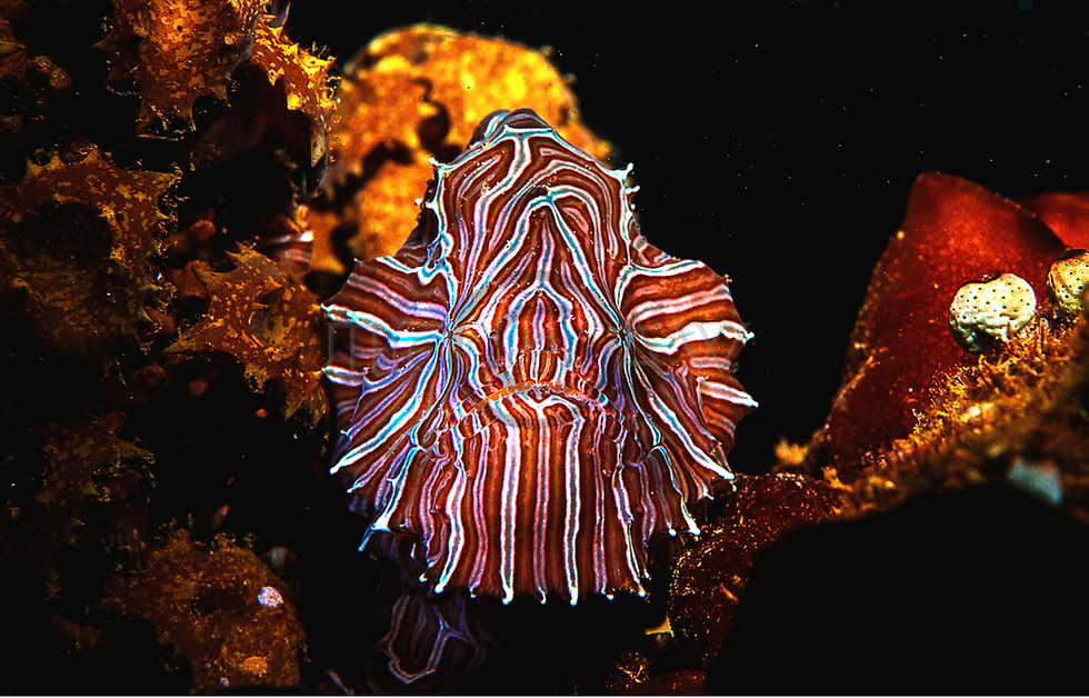 are you fucking serious right now with this frogfish?