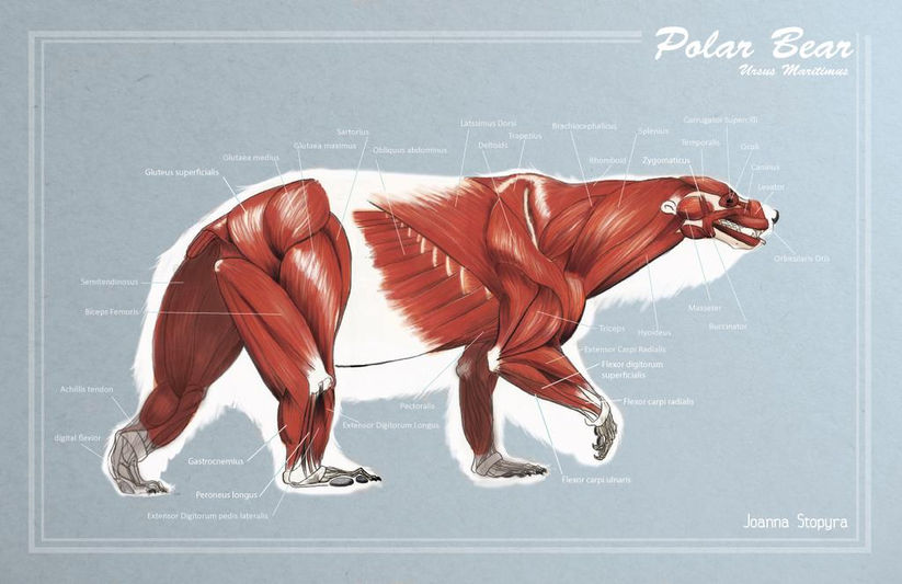 PolarBear_Muscles.jpeg