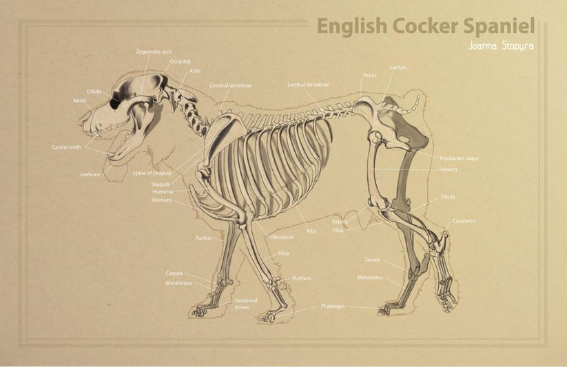 Dog_Skeleton.jpeg