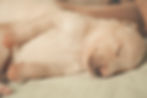 Sleeping puppy
