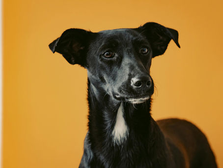dog with yellow background