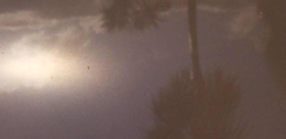 Pinhole I (Palm)