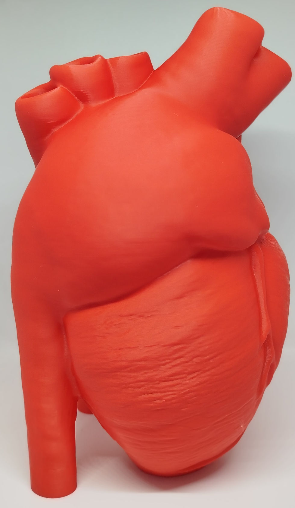 anatomical heart vase_close up_side view
