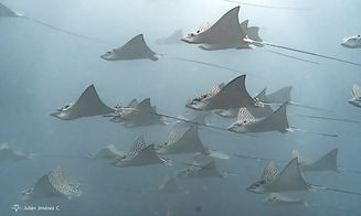 rayas.jpg
