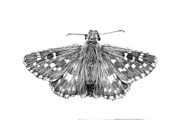 Black and white photo of moth