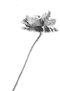 Black and white photo of second flower