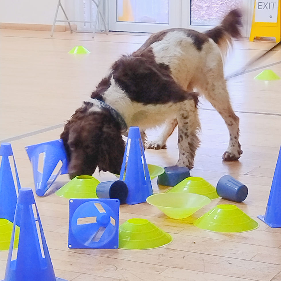 Sniff & Snack - Spaniel-nose engaged! Smashing the square search game