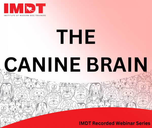 The Canine Brain