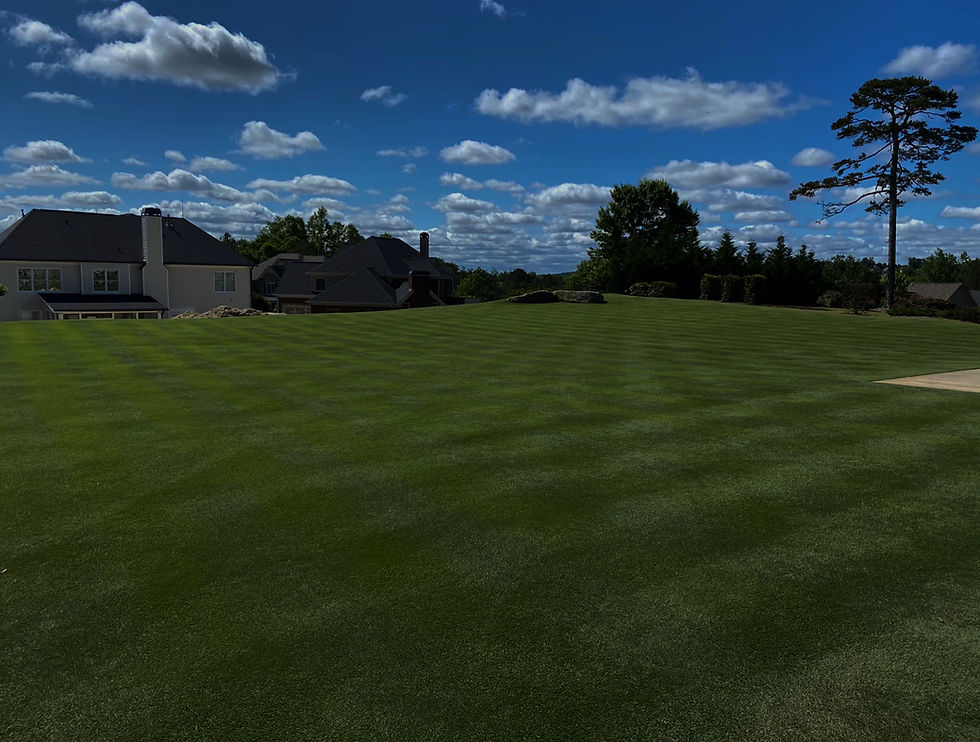 The_Best_Four_Products_for_Killing_Weeds_Without_Killing_Grass_1640x_edited.jpg