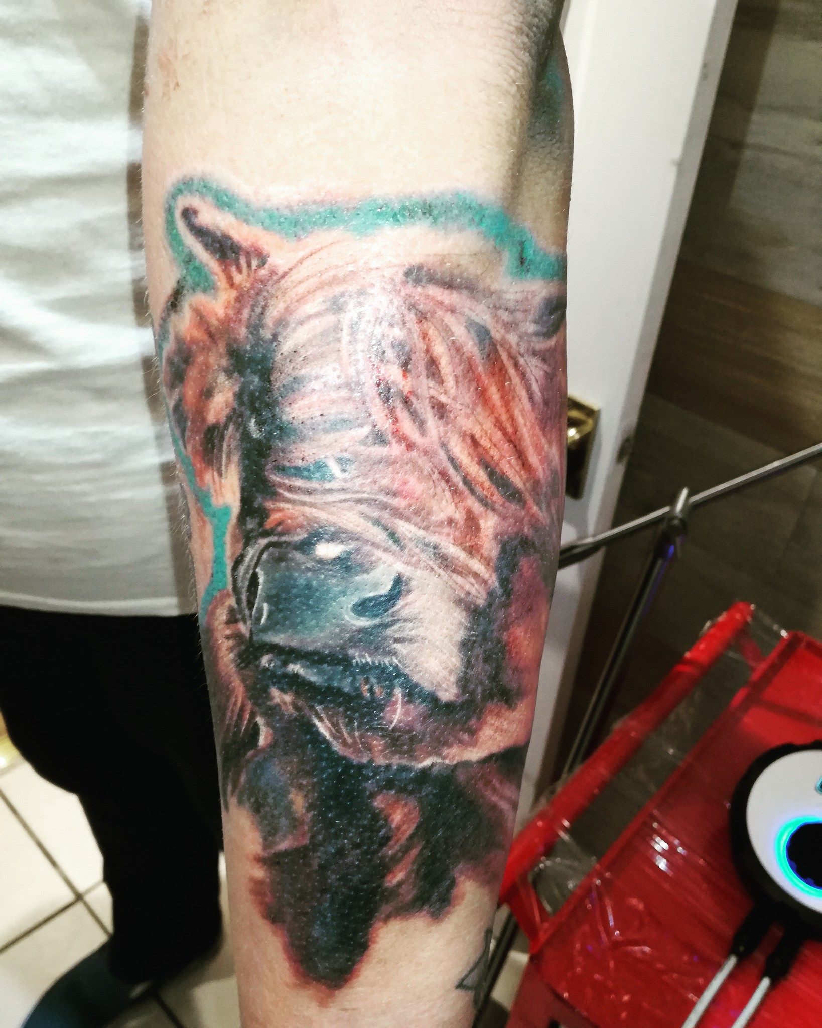 Aberdeen Angus