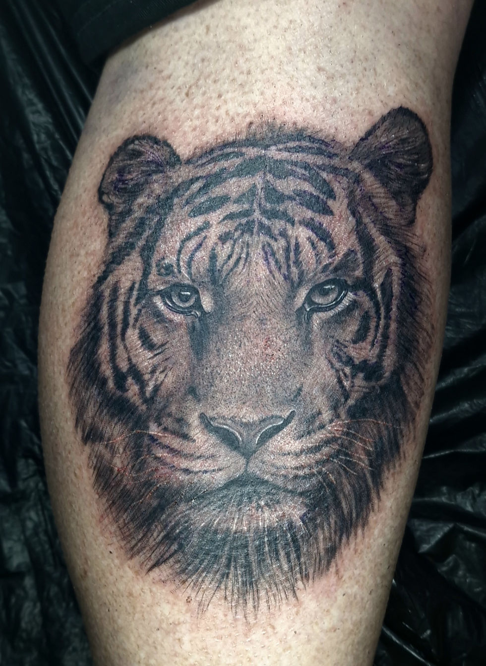 Majestic Tiger