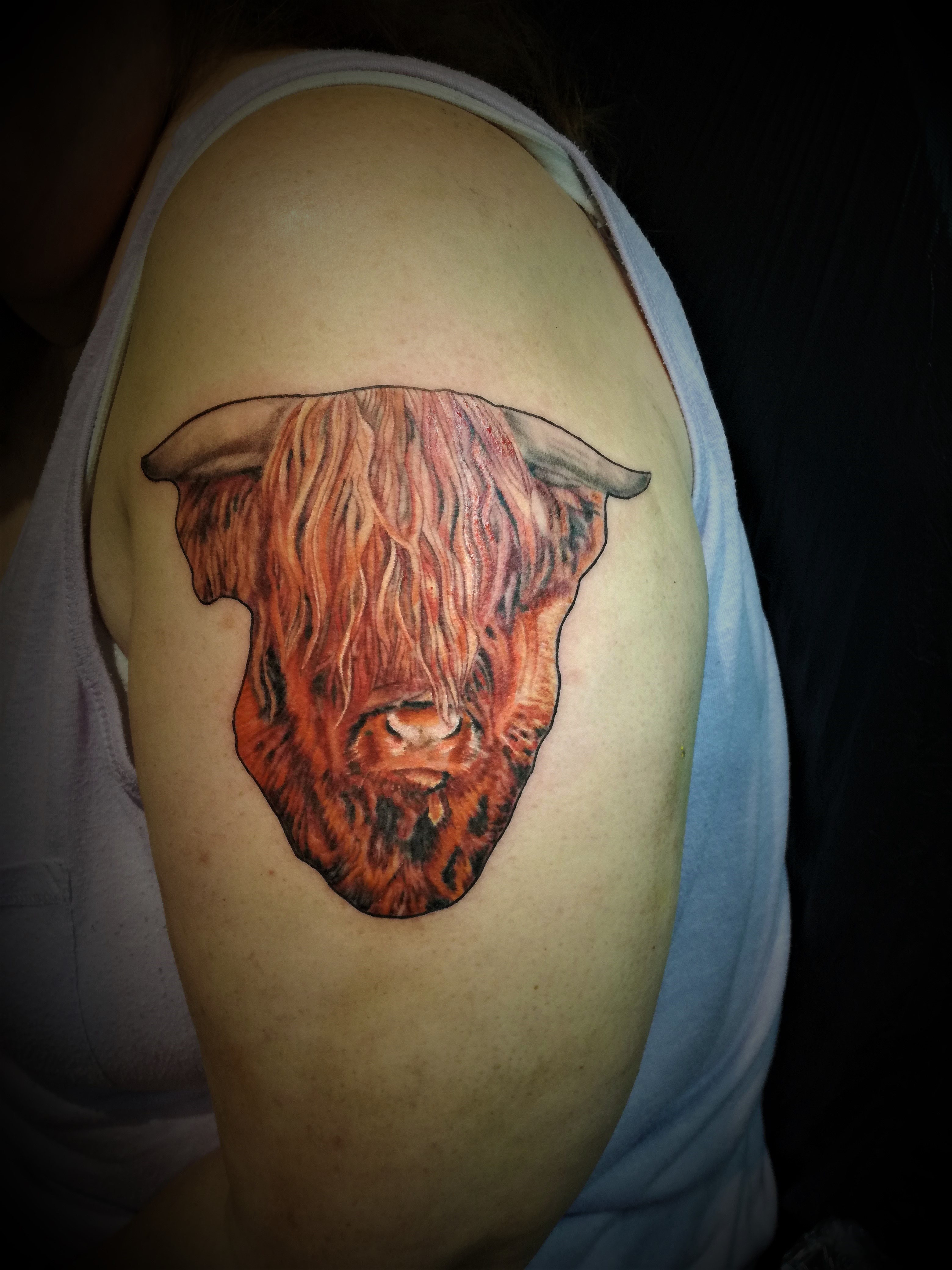 Highland Cow